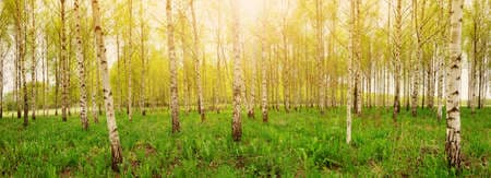 birch tree forest in morning