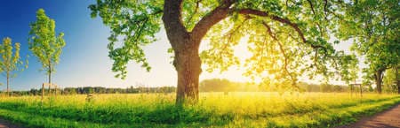 Tree foliage in morning light