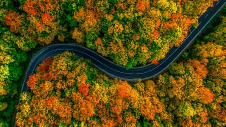 Aerial view of thick forest in autumn with road cutting through it