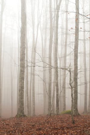 Beech forest (Fagus sylvatica) at Monte Amiata in Winter, Tuscany, Italy.