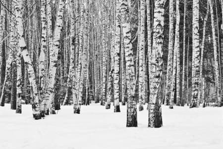 Birch forest in winter in black and white