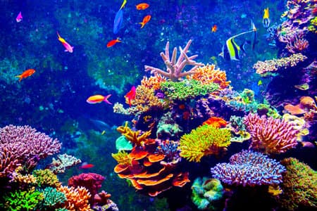 Coral Reef and Tropical Fish in Sunlight. 