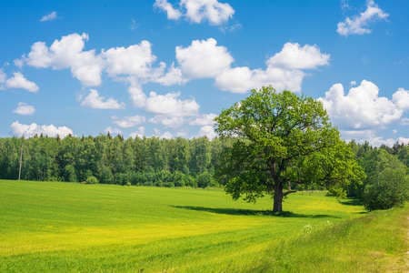 summer landscape with field, forest, blue sky with clouds, lonely big oak tree