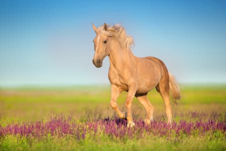 Cremello horse with long mane running through a meadow