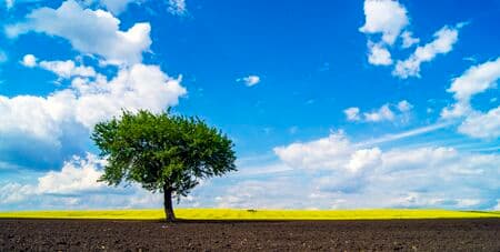 tree and rape field