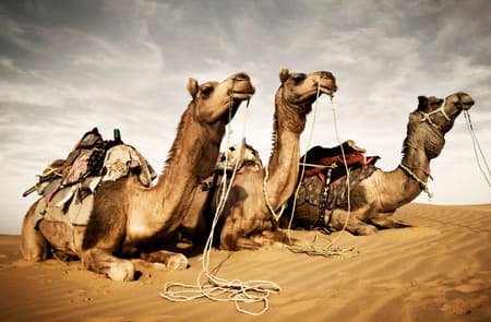 Camels resting in the desert. Thar Desert, Rajasthan, India. 