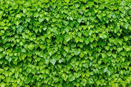 Green ivy leaves background