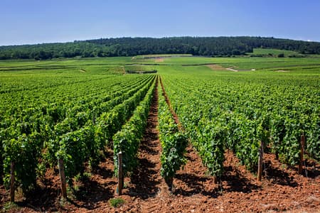 Beautiful rows of vineyards, landscape view of vineyards in the countryside, summer day