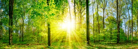 Forest panorama with sun